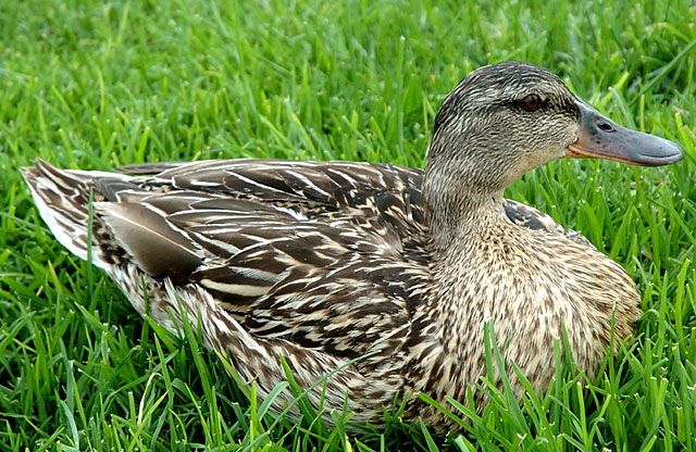 Duck resting in grass, Marina del Rey 