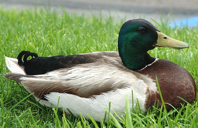 Duck resting in grass, Marina del Rey 