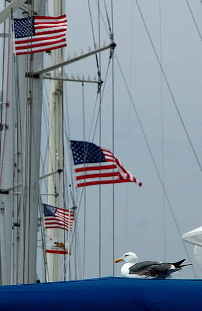 Gull, masts, flags - Marina del Rey 