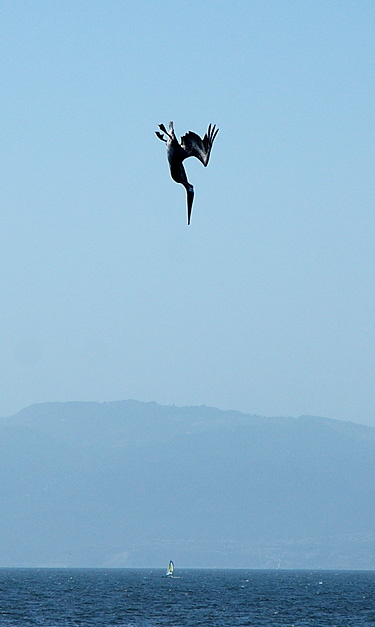 California Brown Pelican (Pelecanus occidentalis californicus) diving for fish