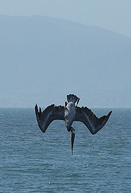 California Brown Pelican (Pelecanus occidentalis californicus) diving for fish