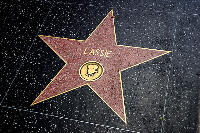 "Lassie" star on the Hollywood Walk of Fame