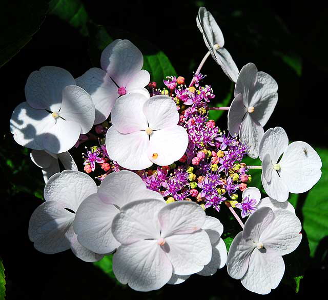 Hydrangea