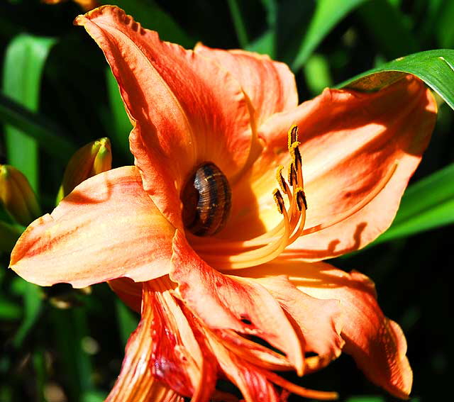 Daylily with snail 