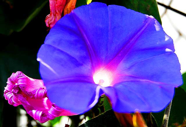 Backlit Morning Glory