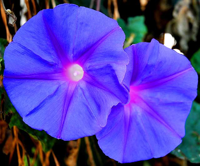 Backlit Morning Glory