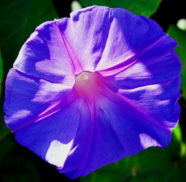 Backlit Morning Glory