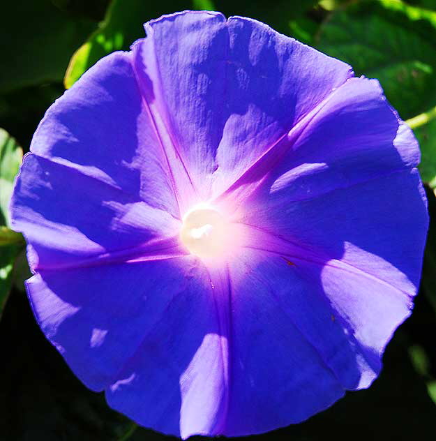 Backlit Morning Glory