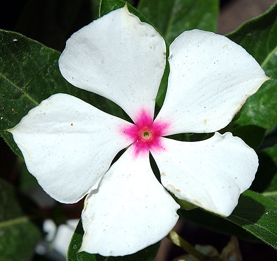 White impatience, pink star center - Beverly Hills, Doheny and Alden