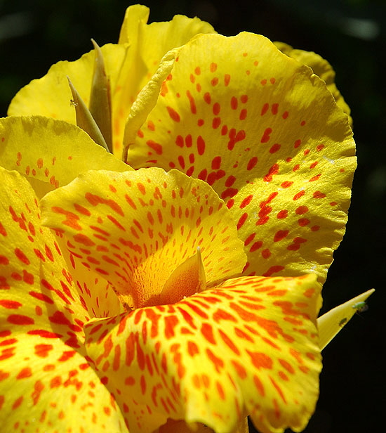 Spotted yellow blooms - Beverly Hills, Doheny and Alden