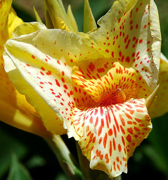 Spotted yellow blooms - Beverly Hills, Doheny and Alden