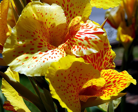 Spotted yellow blooms - Beverly Hills, Doheny and Alden