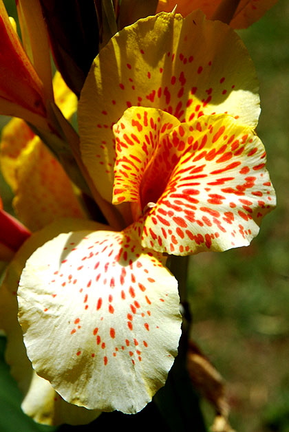 Spotted yellow blooms - Beverly Hills, Doheny and Alden