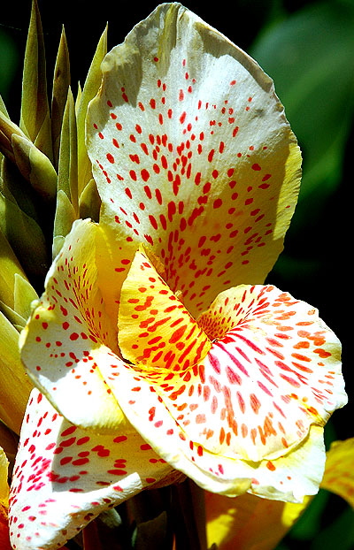 Spotted yellow blooms - Beverly Hills, Doheny and Alden