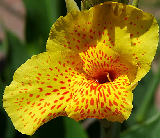 Spotted yellow blooms - Beverly Hills, Doheny and Alden