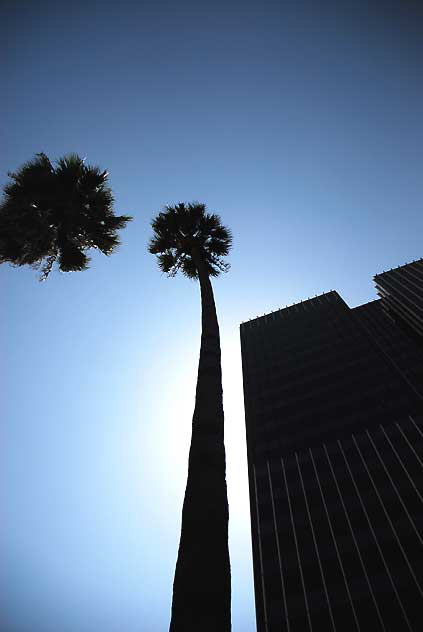 Palm trees and skyscraper, northwest corner of Sunset and Argyle, Hollywood