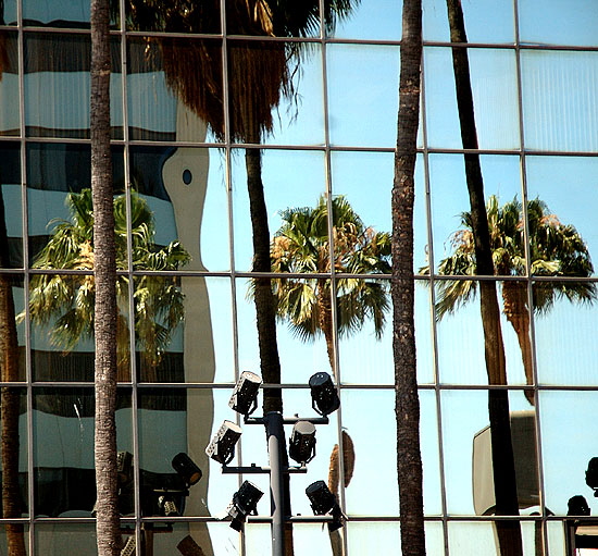 Palms in Glass - Hollywood Boulevard
