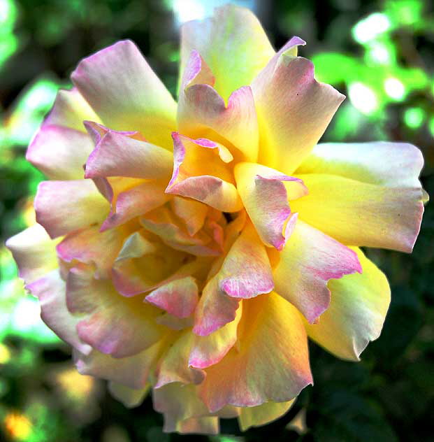 Yellow rose, pink highlights