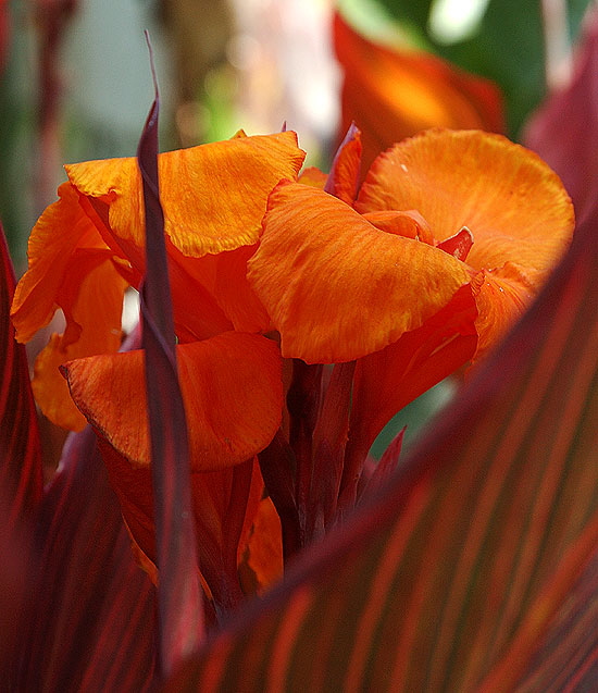 The wilder looking blooms stay hidden.