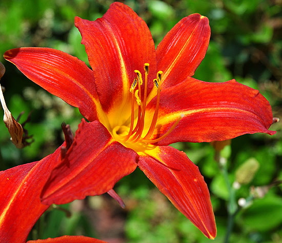 Even the junk daylilies look all formal