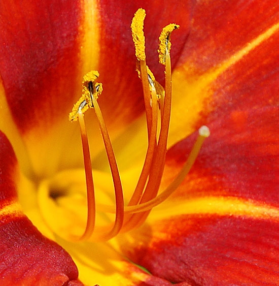 Even the junk daylilies look all formal