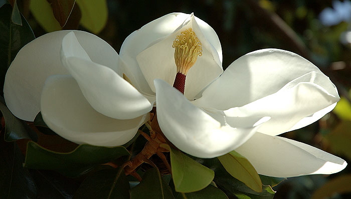 Magnolia grandiflora - blossom