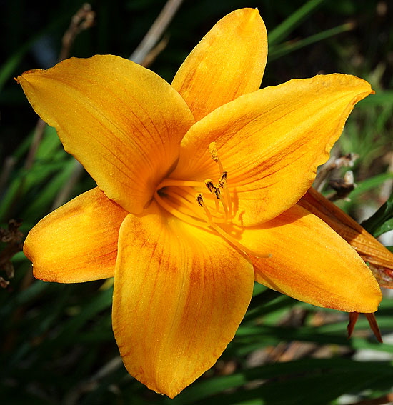 Even the junk daylilies look all formal