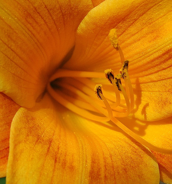 Even the junk daylilies look all formal