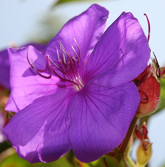Purple bloom, backlit 
