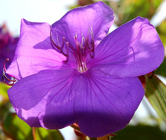 Purple bloom, backlit 