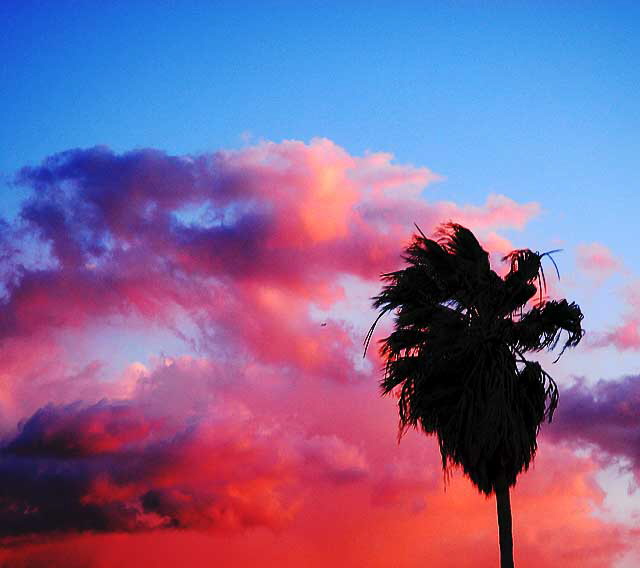 Sunset Cloud, Palm Tree - tiny airliner 