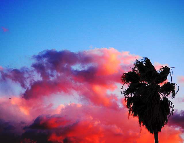 Sunset Cloud, Palm Tree - tiny airliner 