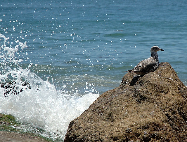 Gull on rock with breaking wave, Malibu