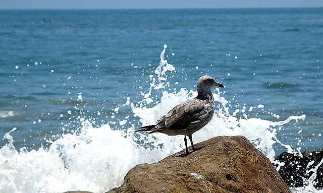 Gull on rock with breaking wave, Malibu