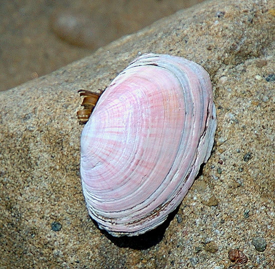 Mussel shell, Malibu