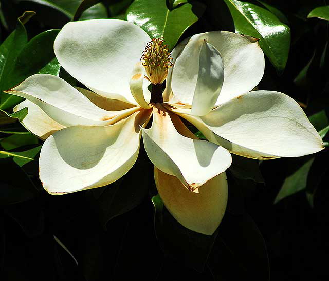 Magnolia Grandiflora