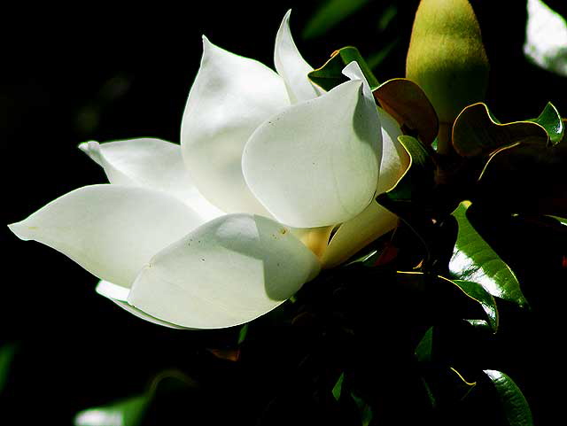 Magnolia Grandiflora