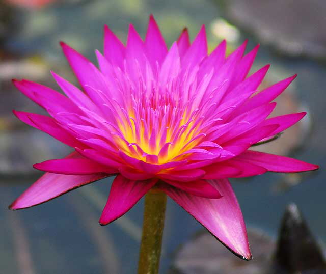 Water-Lily (Nymphaea)