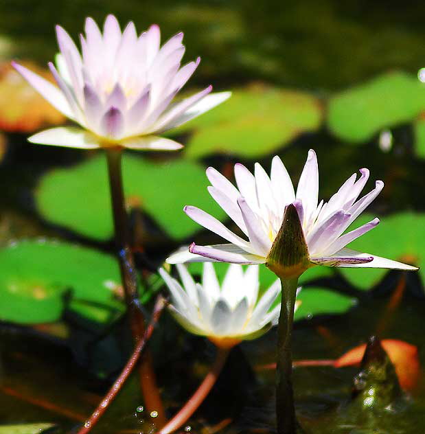 Water-Lily (Nymphaea)