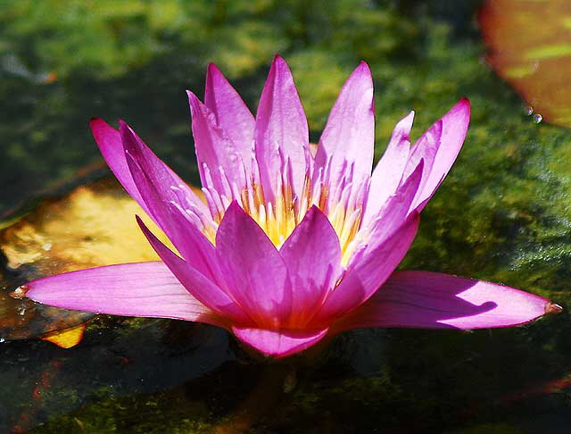 Water-Lily (Nymphaea)