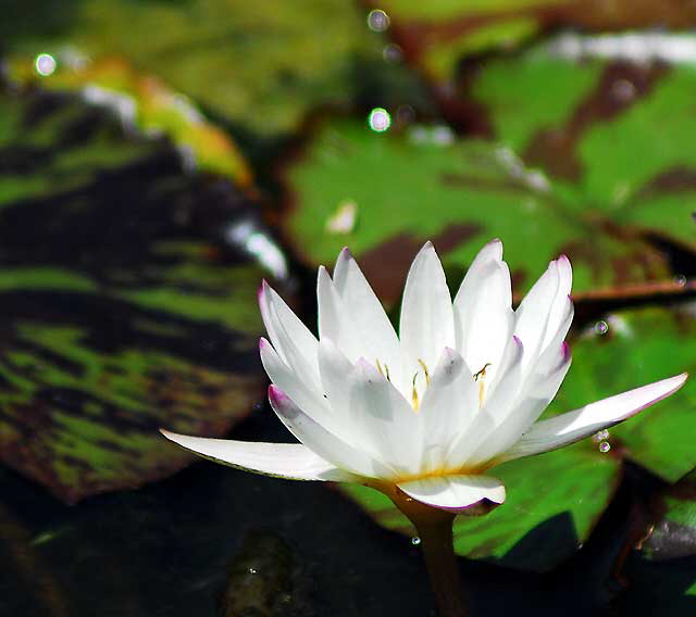 Water-Lily (Nymphaea)