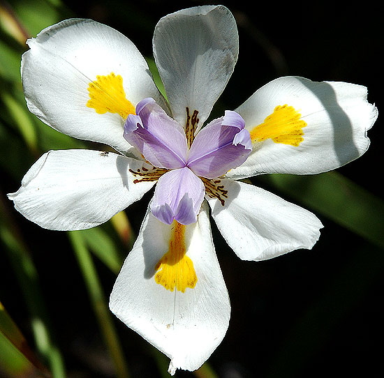 White boolm in full sun