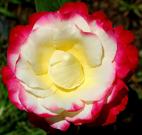 Rose, full sun