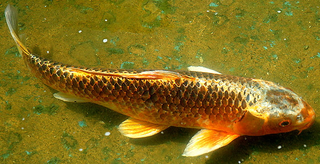 Koi, Will Rogers Park, Beverly Hills