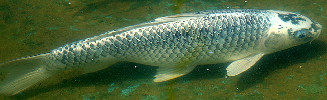 Koi, Will Rogers Park, Beverly Hills