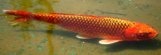 Koi, Will Rogers Park, Beverly Hills