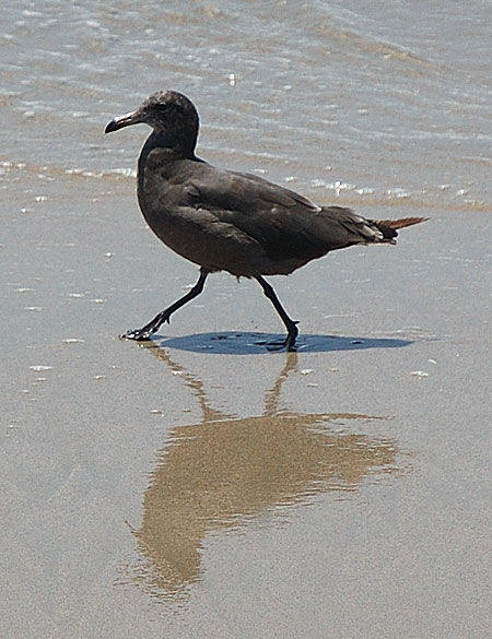 Black Gull, Marina Del Rey