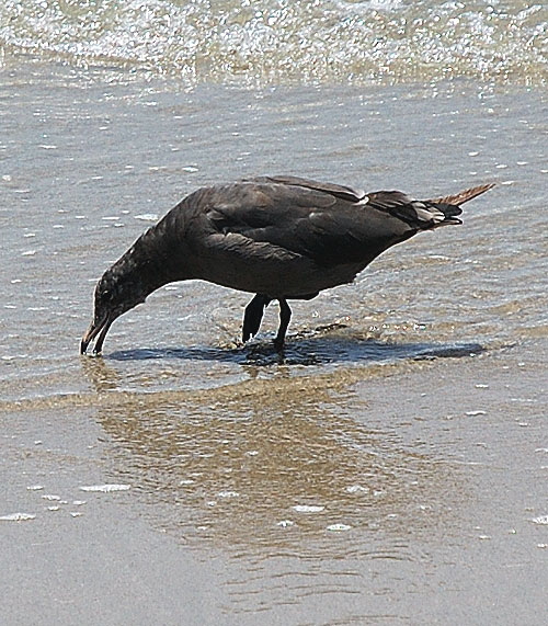 Black Gull, Marina Del Rey