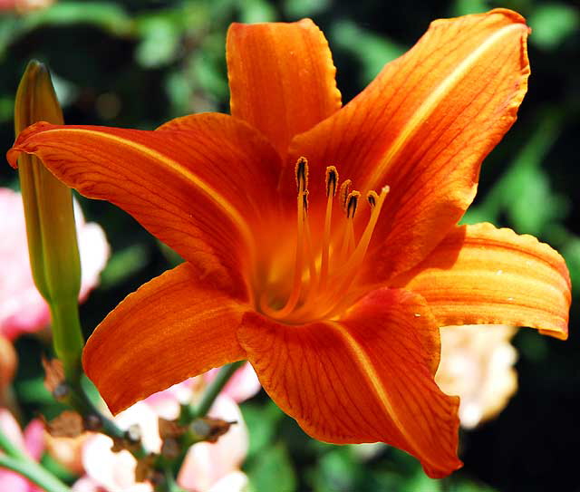 Tiger Lily (Lilium columbianum)