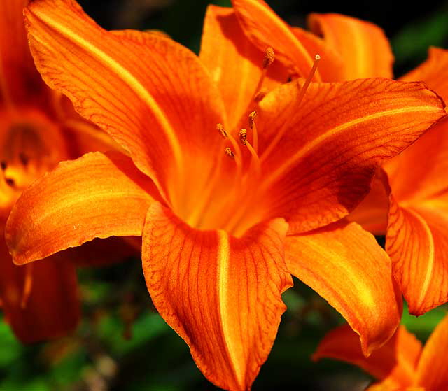 Tiger Lily (Lilium columbianum)